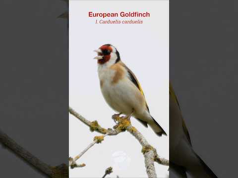 European Goldfinch singing