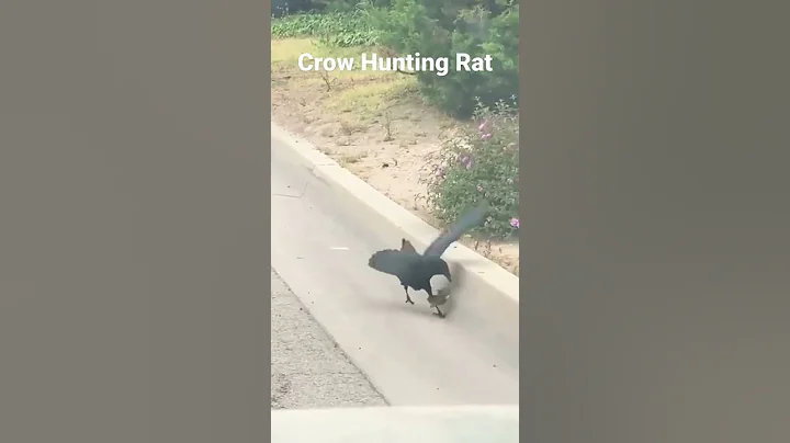 Crow Hunting Rat #shorts