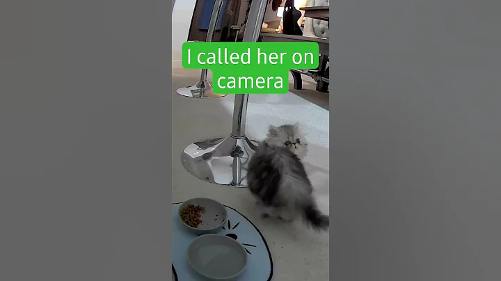 Watch the video about I call Hurricane on my wyze camera.. wyze cam.. baka naman tayo dyan.. #chinchilla #cat #kitten