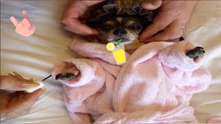 Cute animals 79 compilation | Funny cat and dog vedios 🐾  Part 18