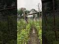 Barish mein bheegta khet ☔🌱 #ytshorts #farming #tomato #shortvideo #agriculture