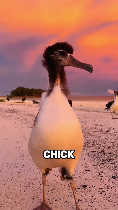 How stupid are albatrosses? #animal #birds #cute