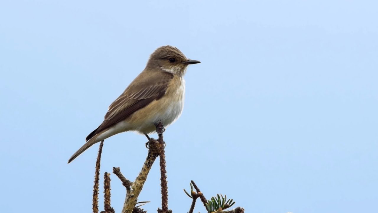 Eastern Phoebe Takeoff | (FULLHD)