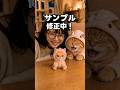 ルナのキーホルダー、ただいま修正中です！ #猫動画 #猫のいる暮らし #元気になる動画 #かしわねこ #好きな子猫 #子ネコ #猫のいる生活 #元気お届け #猫好きさんと繋がりたい #癒やし