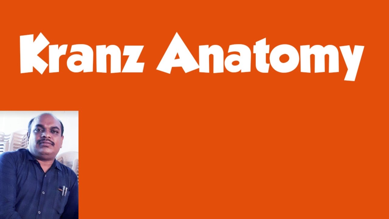 Kranz Anatomy In English YouTube