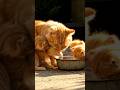 #cat #funnycats #cute #cat #funny #funnycats #cute #cooking #catbaby #cartoon #billikebache