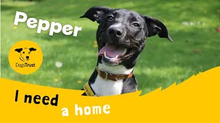 Pretty Pepper the Lurcher | Dogs Trust Merseyside