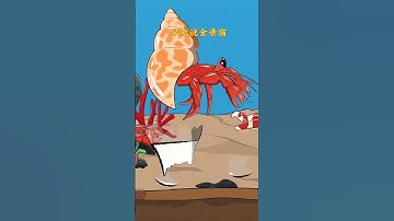 The helplessness of hermit crabs being killed instantly when they choose the wrong shell. Popula