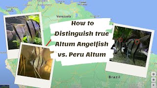 How to Distinguish true Altum Angelfish vs. Peru Altum screenshot 2