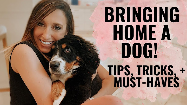 Bringing home a puppy! Tips, tricks, & must-haves for getting a dog. Jordan Page Family