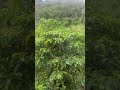 Lavoura top sítio beira rio