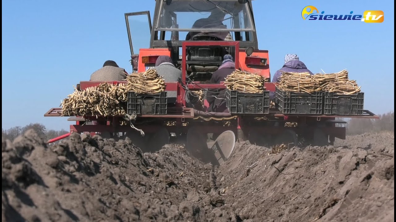 SADZENIE CHRZANU U TOMASZA KUBIACZYKA W GMINIE OSJAKÓW, W POWIECIE WIELUŃSKIM - siewie.tv