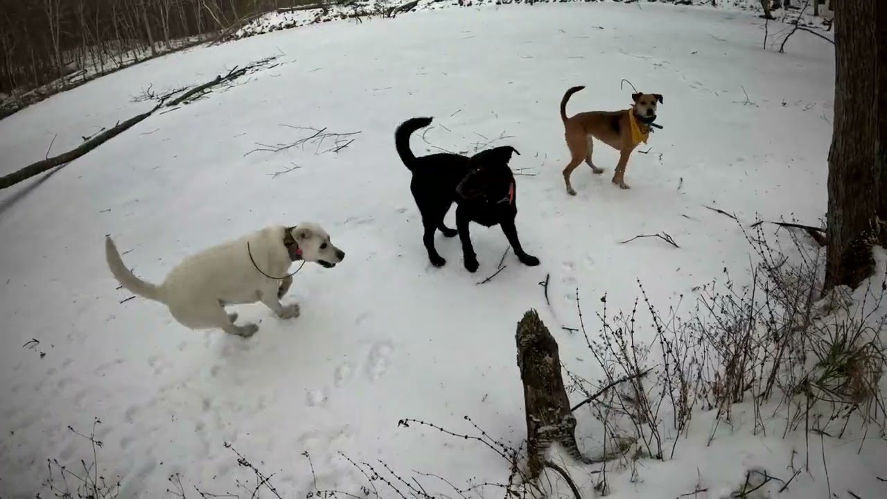 Dog Hiking Adventures with Goofy, Bruce, Cisco, and Frankie on 01/05