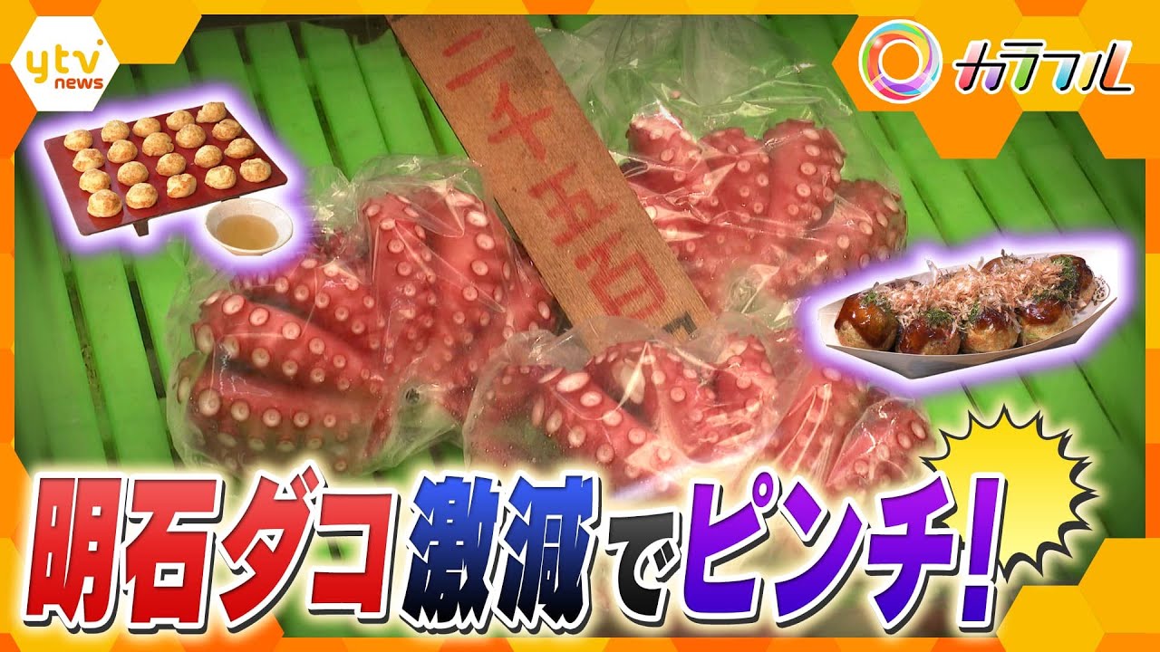明石ダコが激減でピンチ 回復へのカギは 豊かな海にするための秘策に 