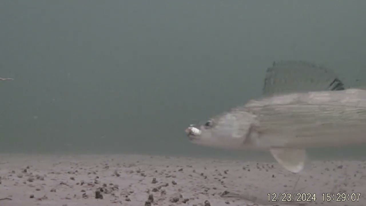 PK Rattle Spoon gets bit!