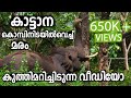 Elephant Pushing Down A Tree @ Bandipur  Forest | കാട്ടാന മരം കുത്തിമറിച്ചിടുന്നത് കണ്ടിട്ടുണ്ടോ ?