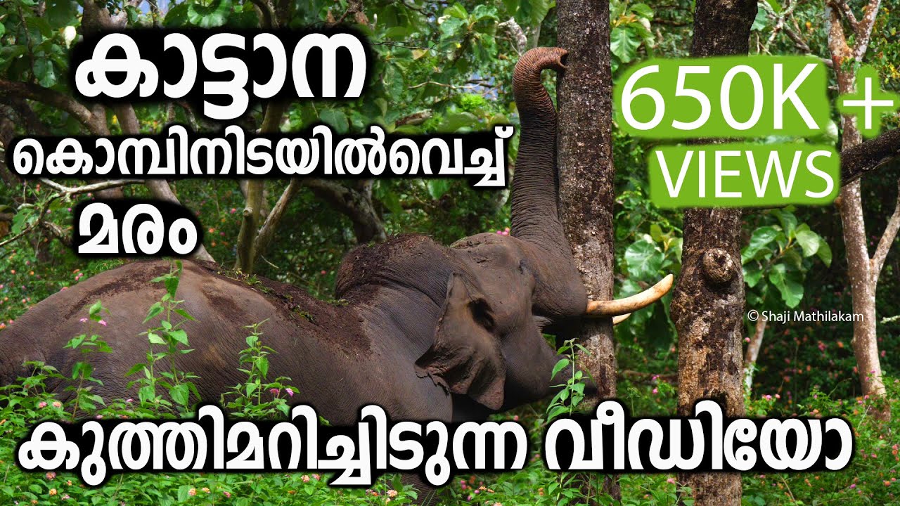 Elephant Pushing Down A Tree @ Bandipur  Forest | കാട്ടാന മരം കുത്തിമറിച്ചിടുന്നത് കണ്ടിട്ടുണ്ടോ ?