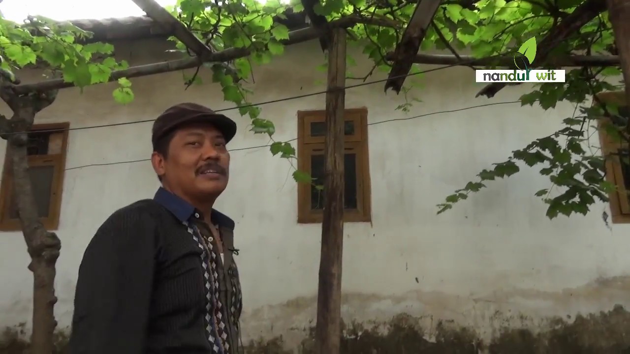 Budidaya Anggur Di Pekarangan Rumah Yang Menjanjikan 