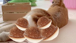うさぎのお尻についてる鈴カステラを頬張りたい #801