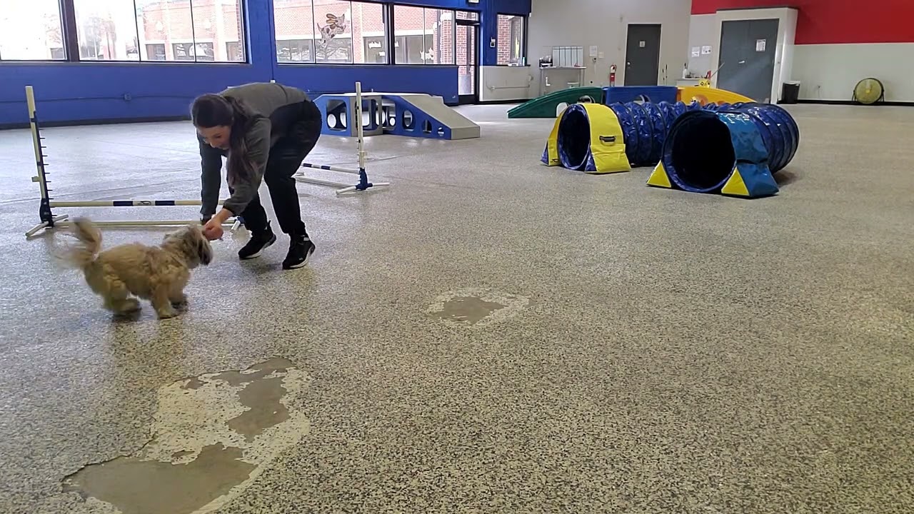 Penelope agility 