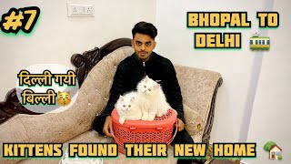 Delivered kitten pair in delhi ( दिल्ली गयी बिल्ली ) all India delivery available | #cat #catlover by The Cat house  1,451 views 3 months ago 6 minutes, 44 seconds