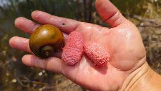 BERPETUALANG! Berburu Keong mas, siput gepeng dan bekicot