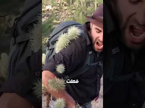 أشواك الصبار إزالة بحذر