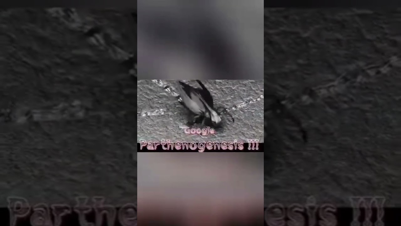 I am a Protestant Catholic Russian Polish Jew American that follows Christ Jesus THEY are Vadicans