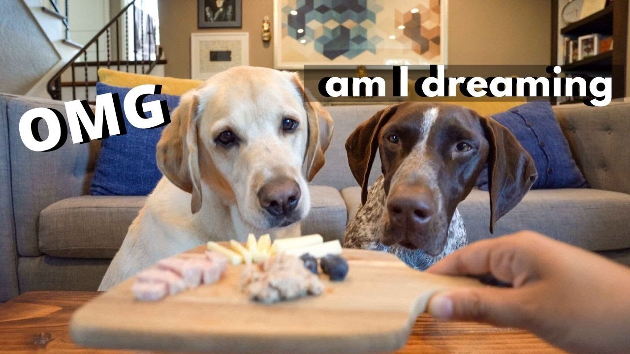 60 seconds with a CHEESE plate | German Shorthaired Pointer & Labrador
