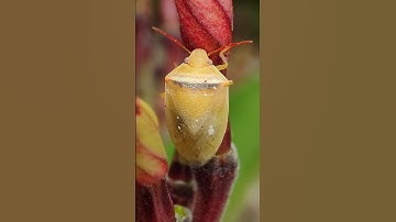 cute bug 😍|stink bug 🔥#insects