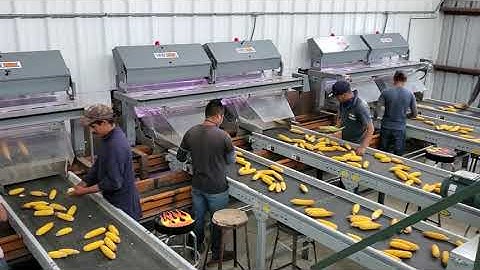 Corn Sorting pt. 2