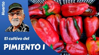 : como sembrar y plantar pimientos. Cultivo completo 1parte