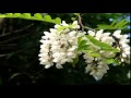 Белой Акации Гроздья Душистые   Fragrant bunches of white Acacia