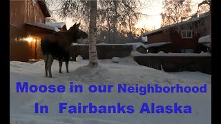 Moose in our Neighborhood in Fairbanks Alaska