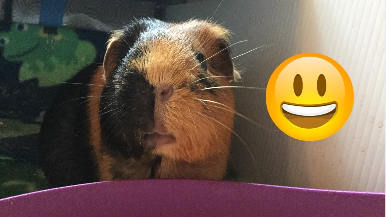 what makes guinea pigs happy