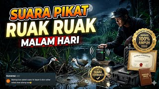 Suara Pikat Ruak Ruak Malam Hari Dijamin Pada Datang
