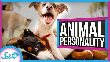 Do all animals have a personality?
