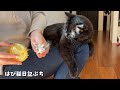 換毛期は家中が猫の毛まみれで大変です🐱