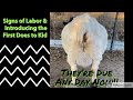 Signs of Labor | Meet the First Few Does | Raising Boer Goats | #kiddingseason