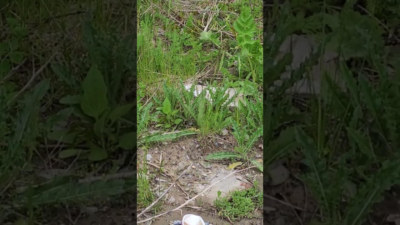 Creditview road, North of Steels, bridge, May, 8, 2024&nbsp; Case Number: COBI-2791168