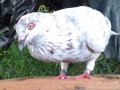 Merpati Balap Blorok Yang Sangat Seram Seperti Burung Hantu