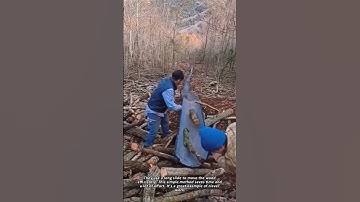 A Clever Way to Move Logs Downhill