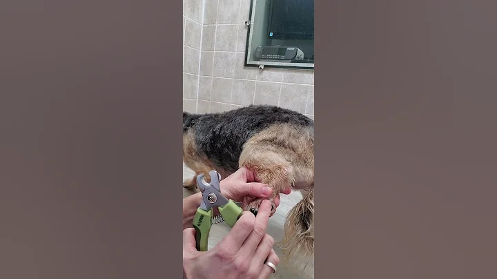 How to trim a curved dew claw, dog grooming from home, nail trim