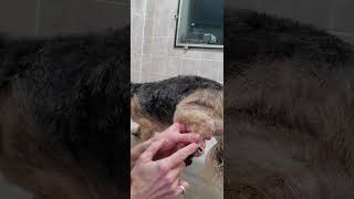 How to trim a curved dew claw, dog grooming from home, nail trim