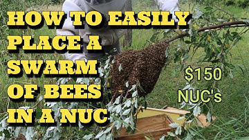 HOW TO COLLECT  A HONEYBEE SWARM USING A NUC