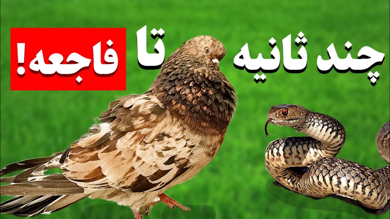 چندثانیه تا فاجعه! سفر شمال من با کبوترهای خاص