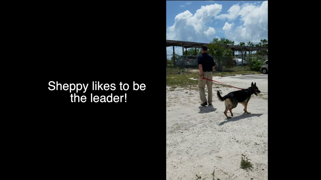 bark busters franchise