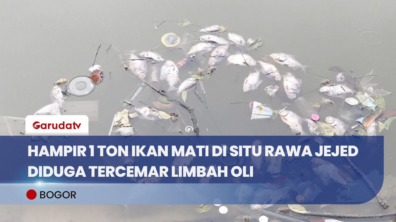 Diduga Tercemar Limbah Oli, Hampir Satu Ton Ikan Mati di Situ Rawa Jejed Bogor