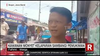 Kawanan Monyet Kelaparan Sambangi Pemukiman | REDAKSI PAGI (24/02/22)