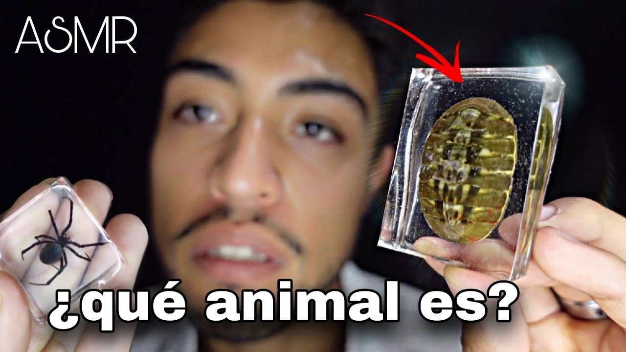 ASMR | Mira mi colección de bichos encapsulados.